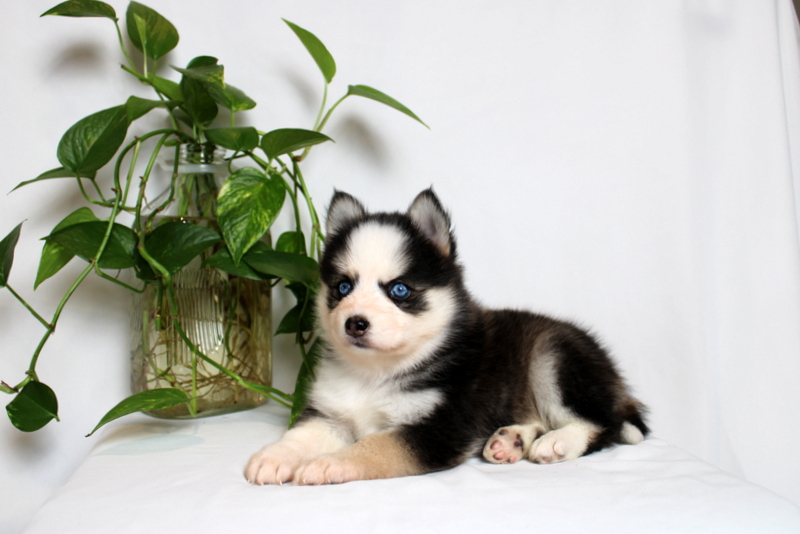 puppy, for, sale, Pomsky, Matthew B. Stoltzfus, dog, breeder, Gap, PA, dog-breeder, puppy-for-sale, forsale, nearby, find, puppyfind, locator, puppylocator, aca